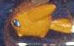 silphymon_topgun2.jpg